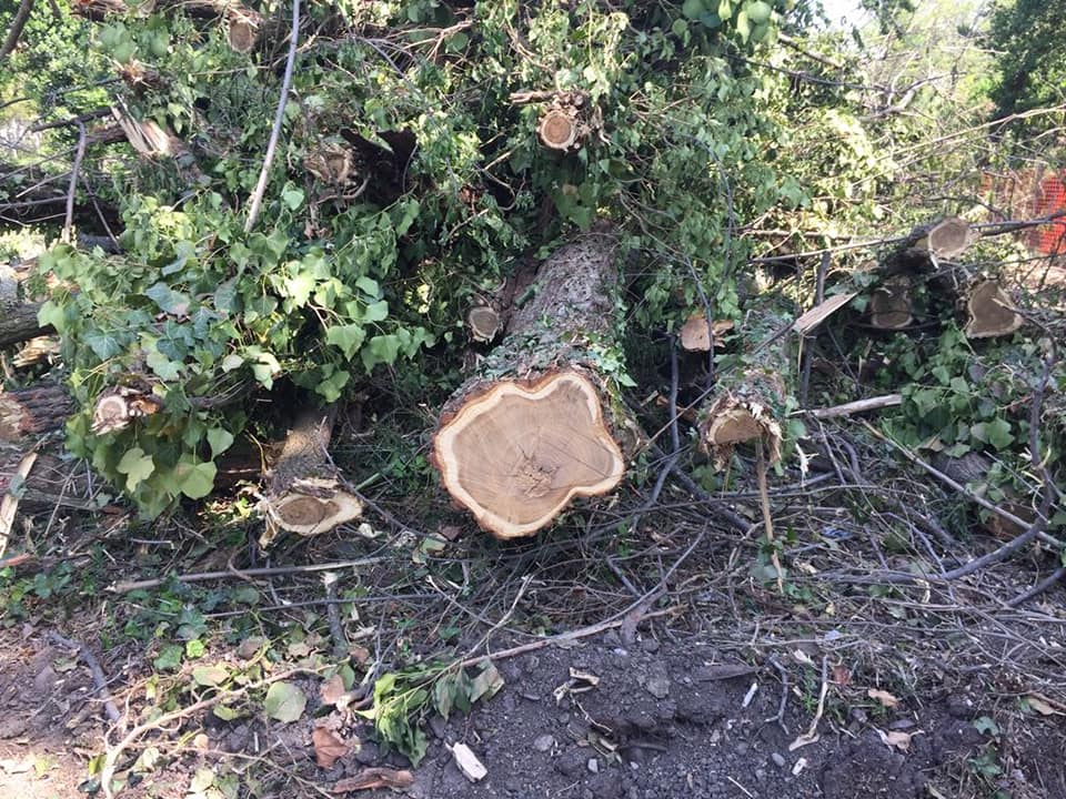 Ai Prati di Caprara si abbattono gli alberi, la nostra domanda al Sindaco Merola