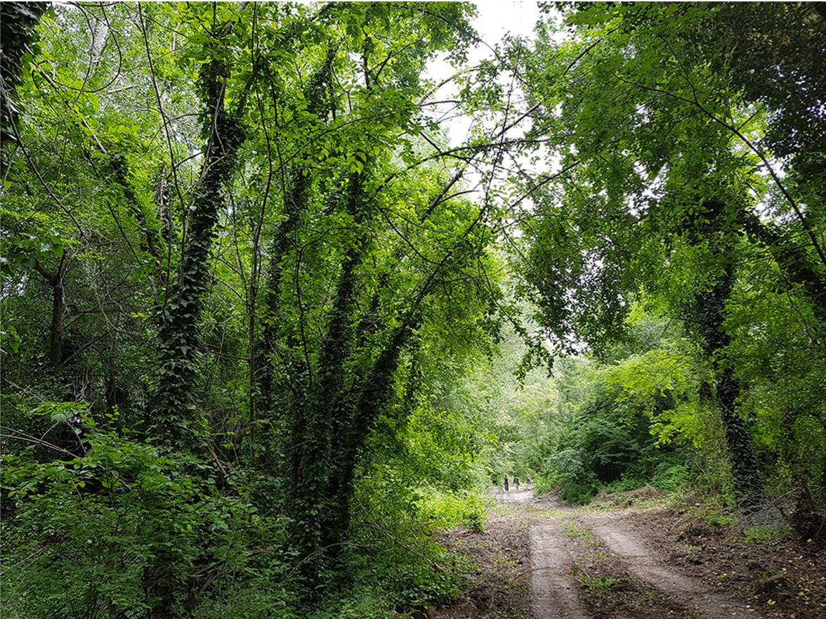 Il bosco ineludibile.  Prima giornata dell’istruttoria pubblica sui Prati di Caprara