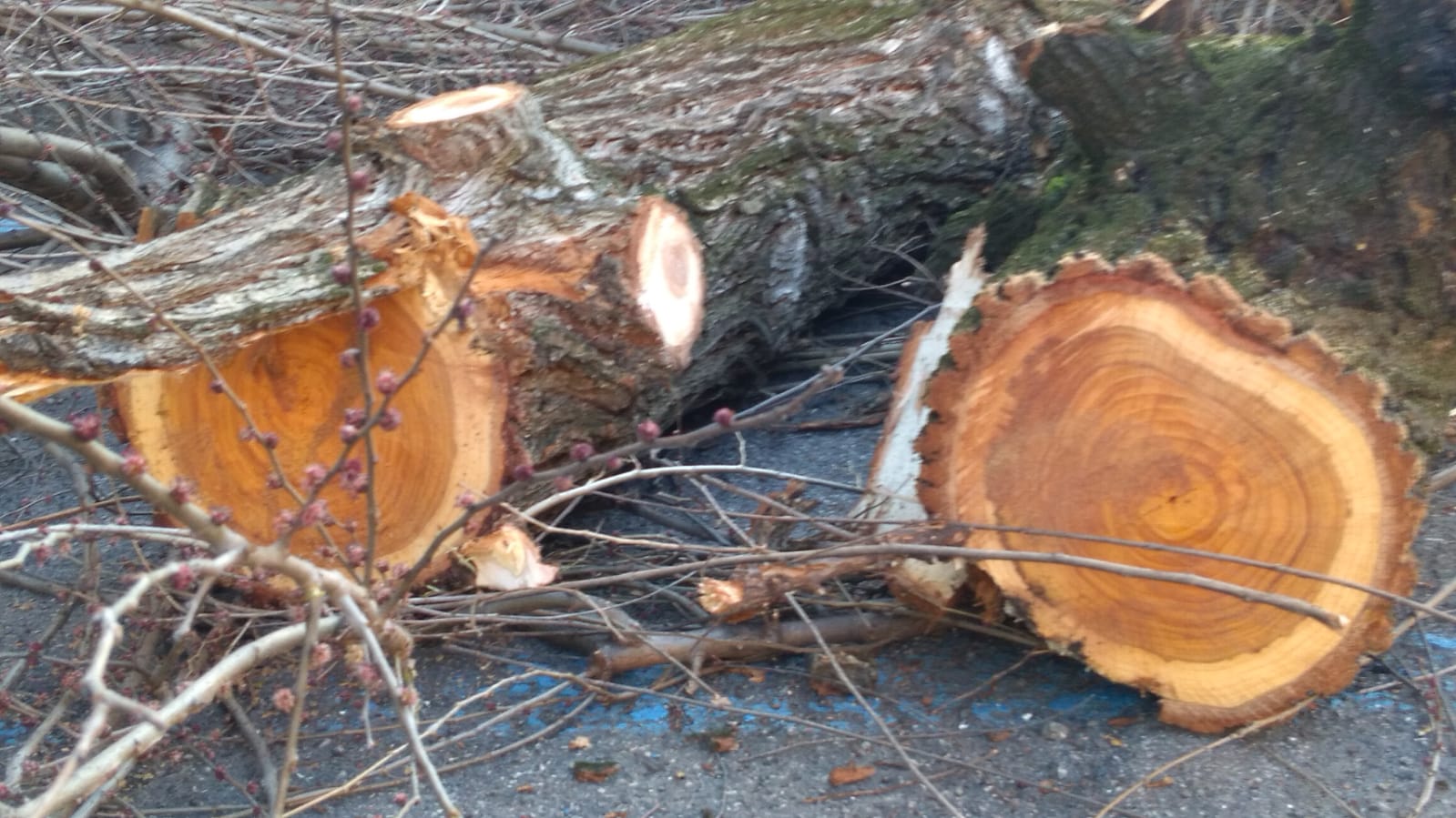 Via Bentivogli: perché tagliare gli alberi non era l’unica soluzione