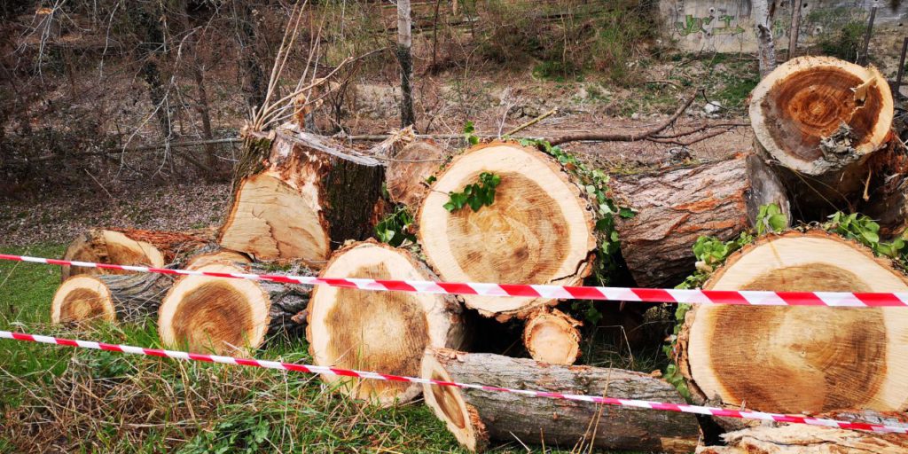 abbattimento alberi Prati di Caprara 2 Marzo 2020