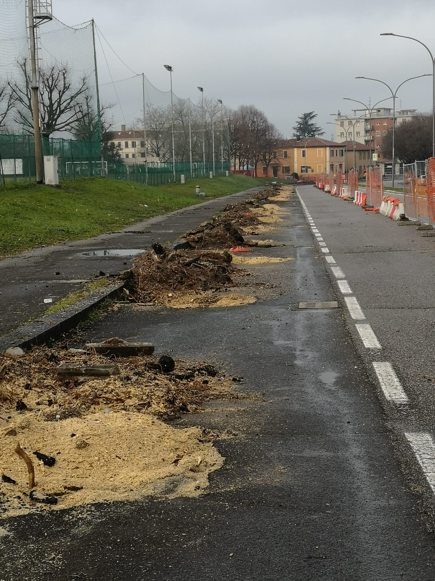 Abbattimento alberi via Torino